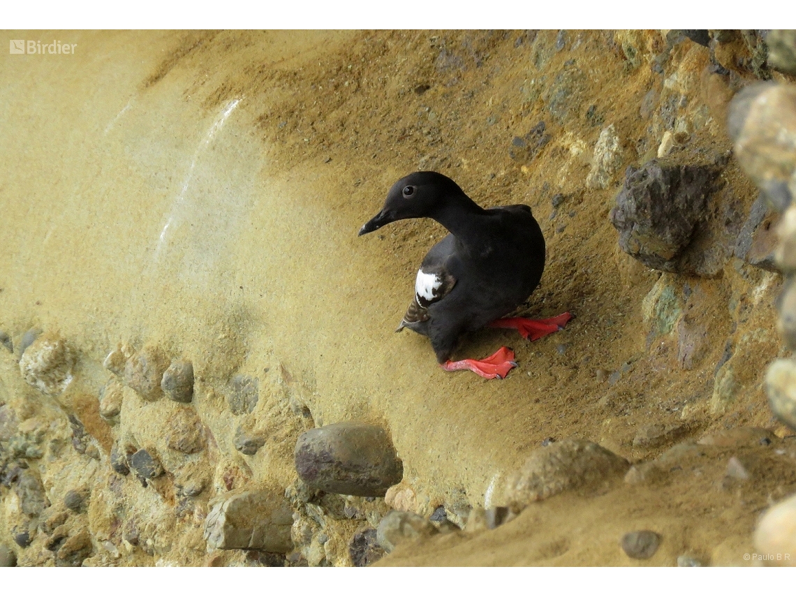 Cepphus columba