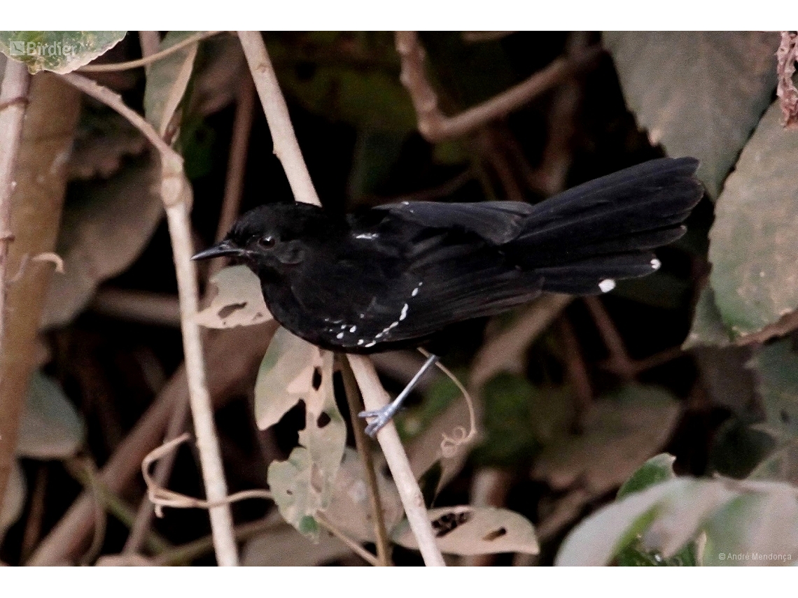 Cercomacra melanaria