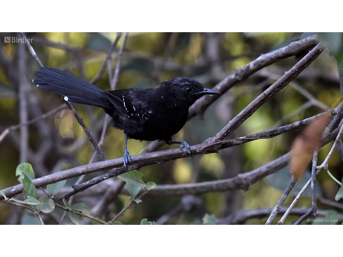 Cercomacra melanaria