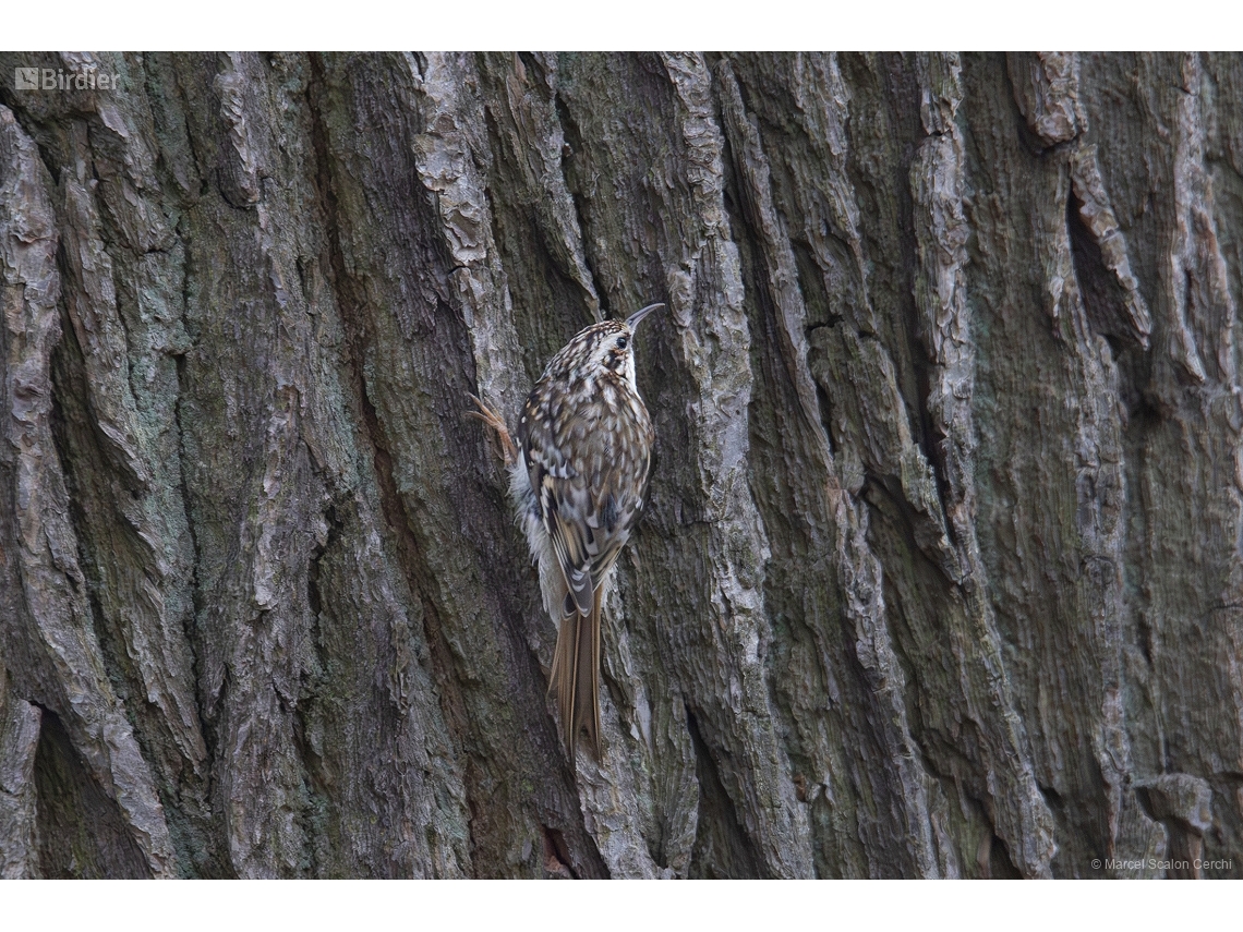 Certhia familiaris