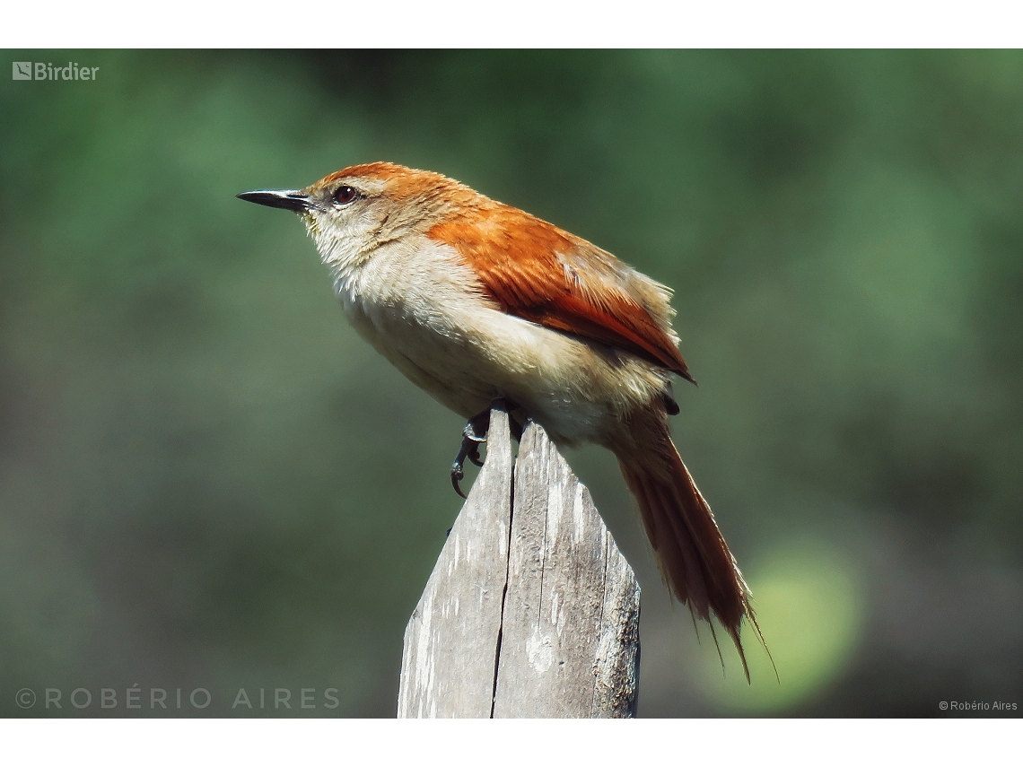Certhiaxis cinnamomeus