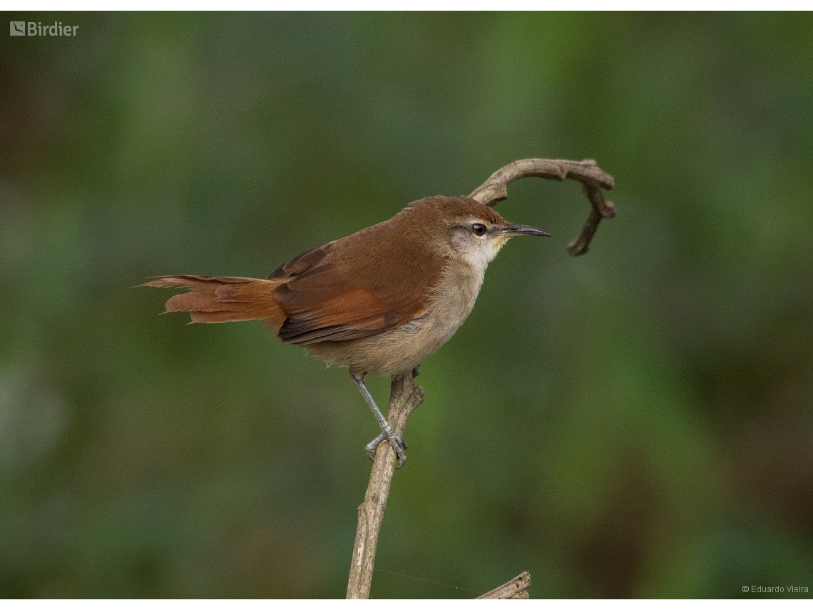 Certhiaxis cinnamomeus