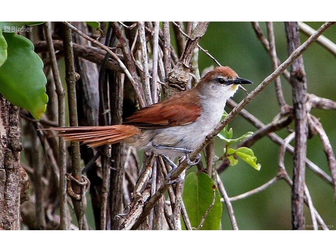 Certhiaxis cinnamomeus