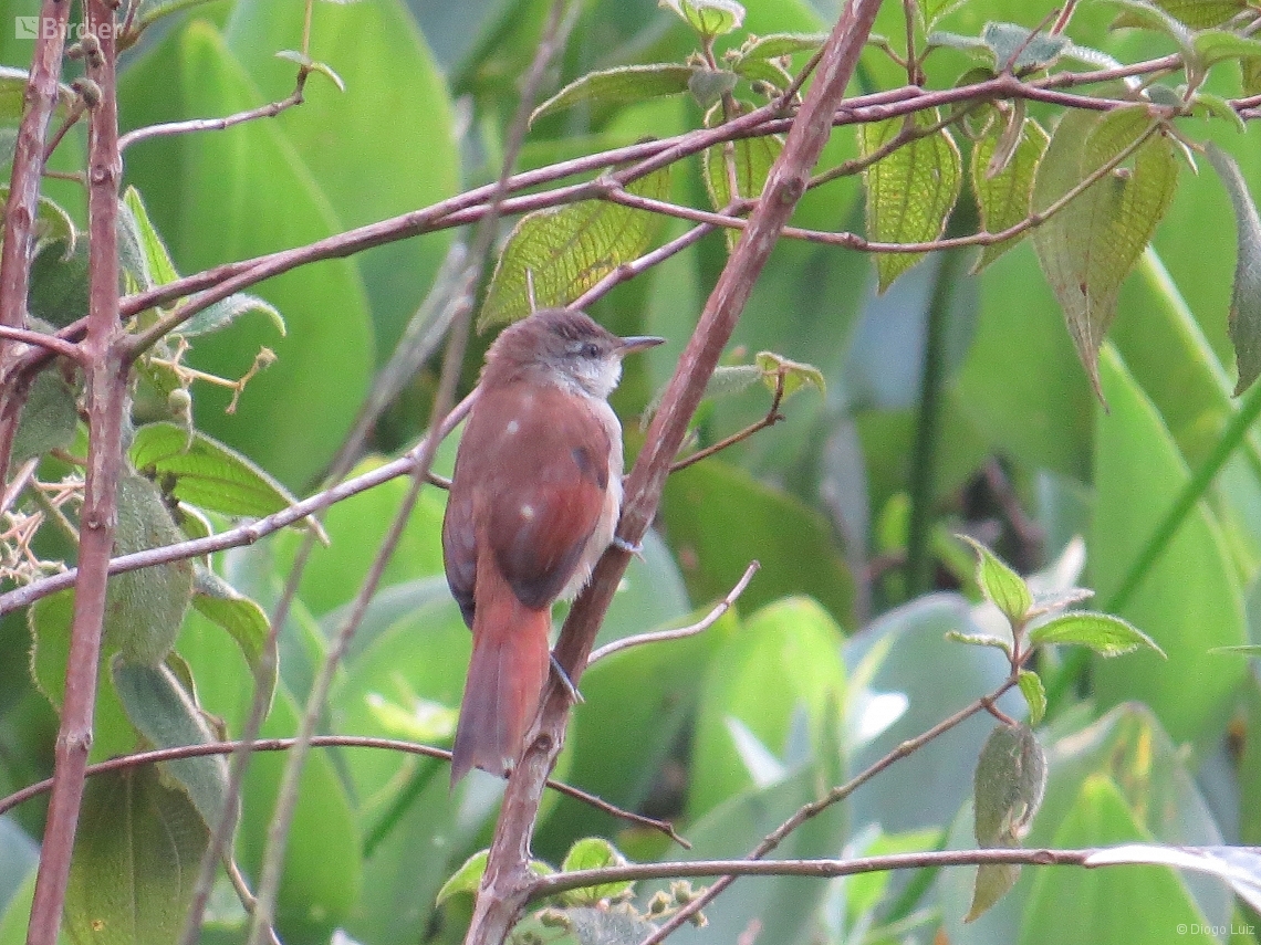 Certhiaxis cinnamomeus