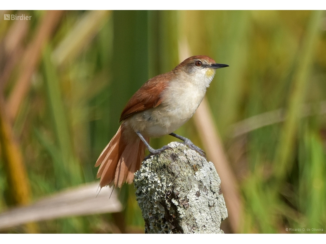 Certhiaxis cinnamomeus