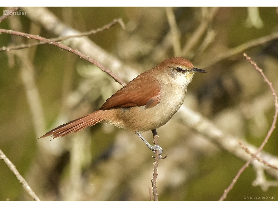 Certhiaxis cinnamomeus