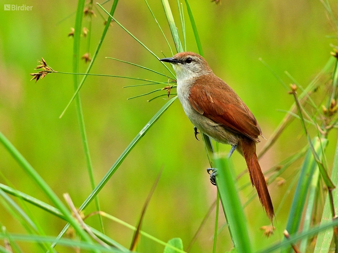 Certhiaxis cinnamomeus