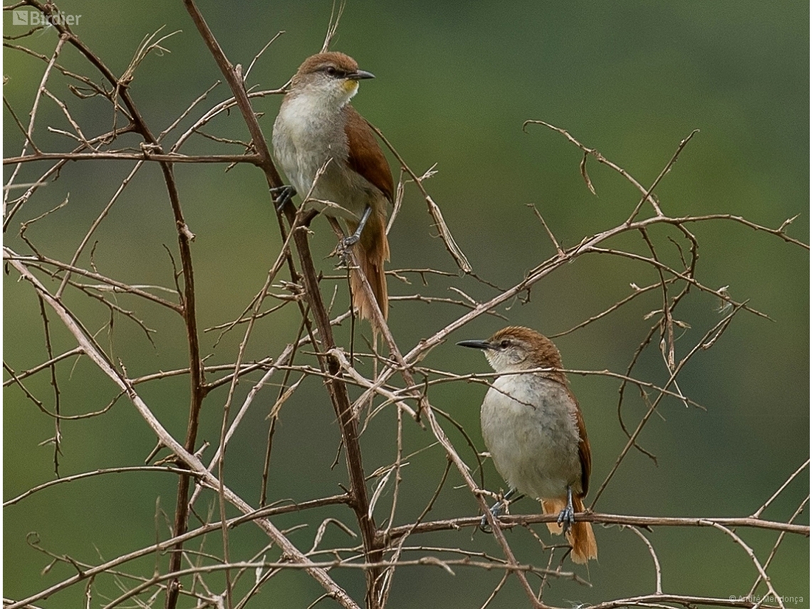 Certhiaxis cinnamomeus