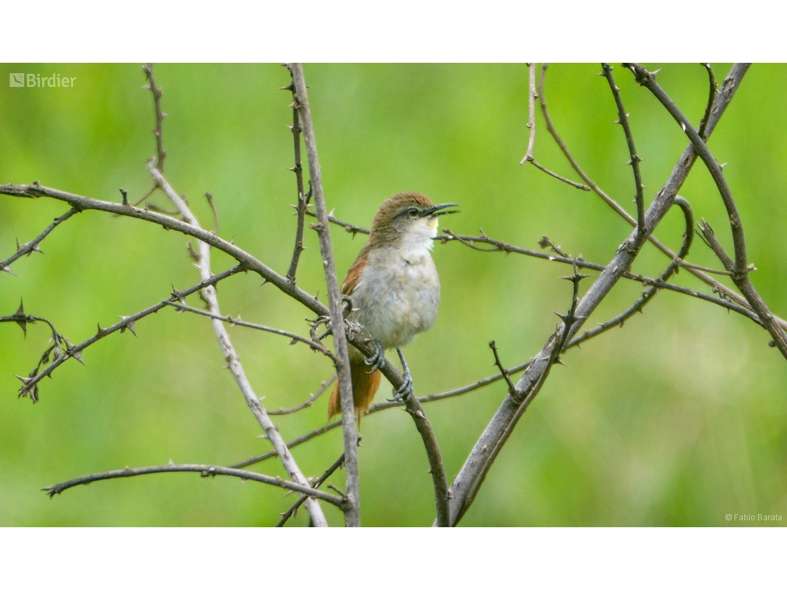 Certhiaxis cinnamomeus