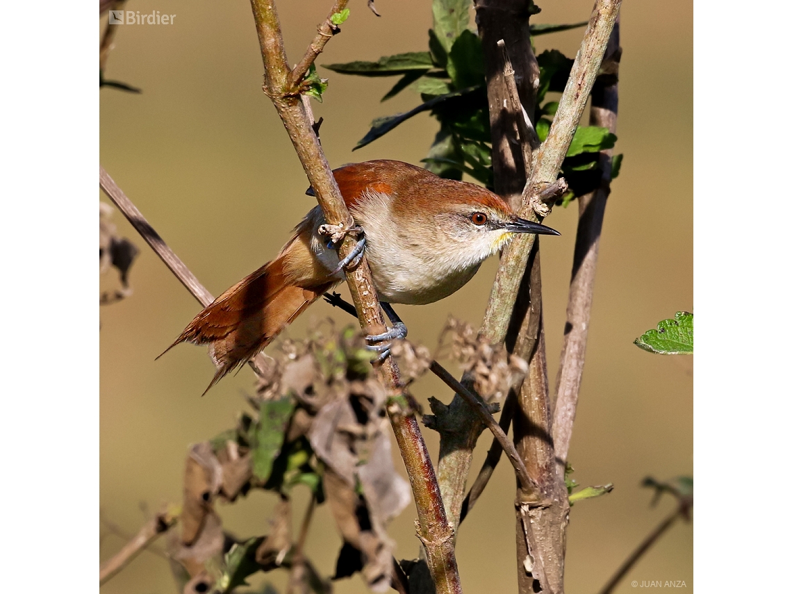 Certhiaxis cinnamomeus