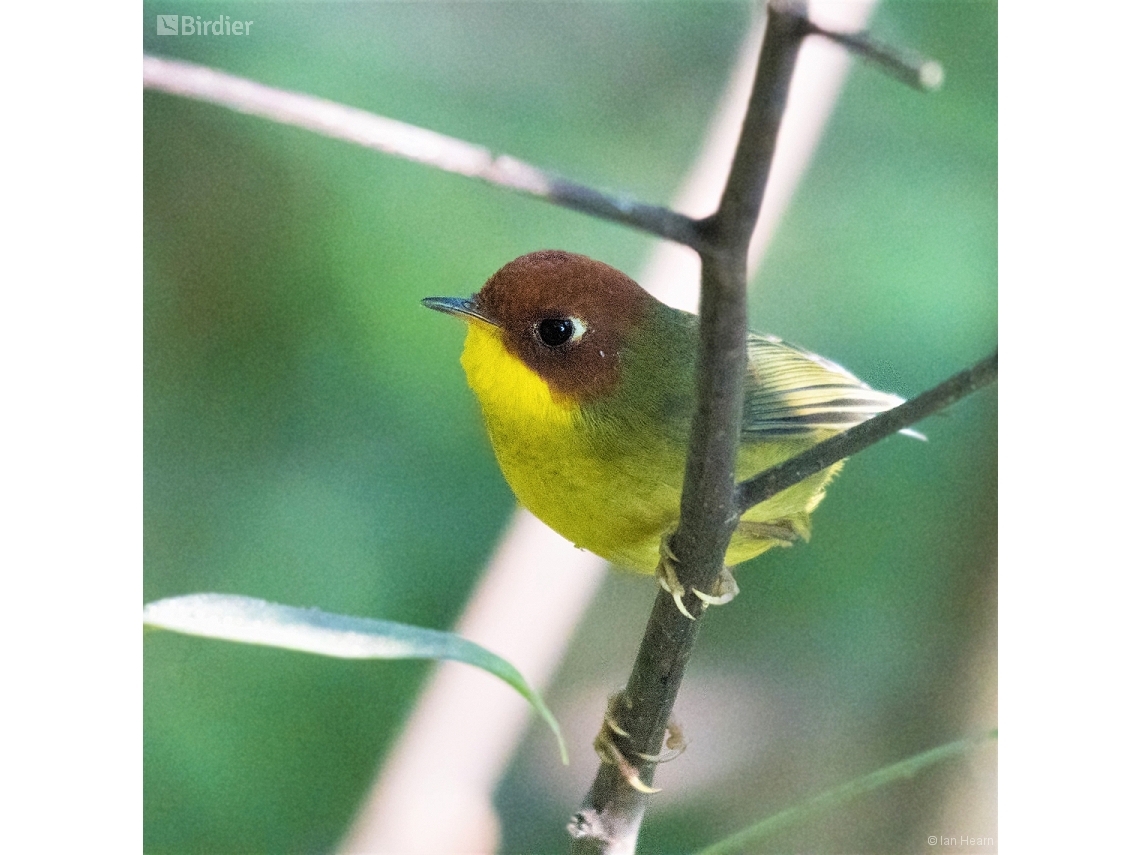 Cettia castaneocoronata