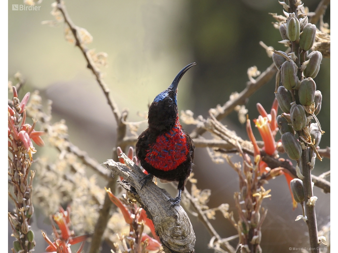 Chalcomitra senegalensis