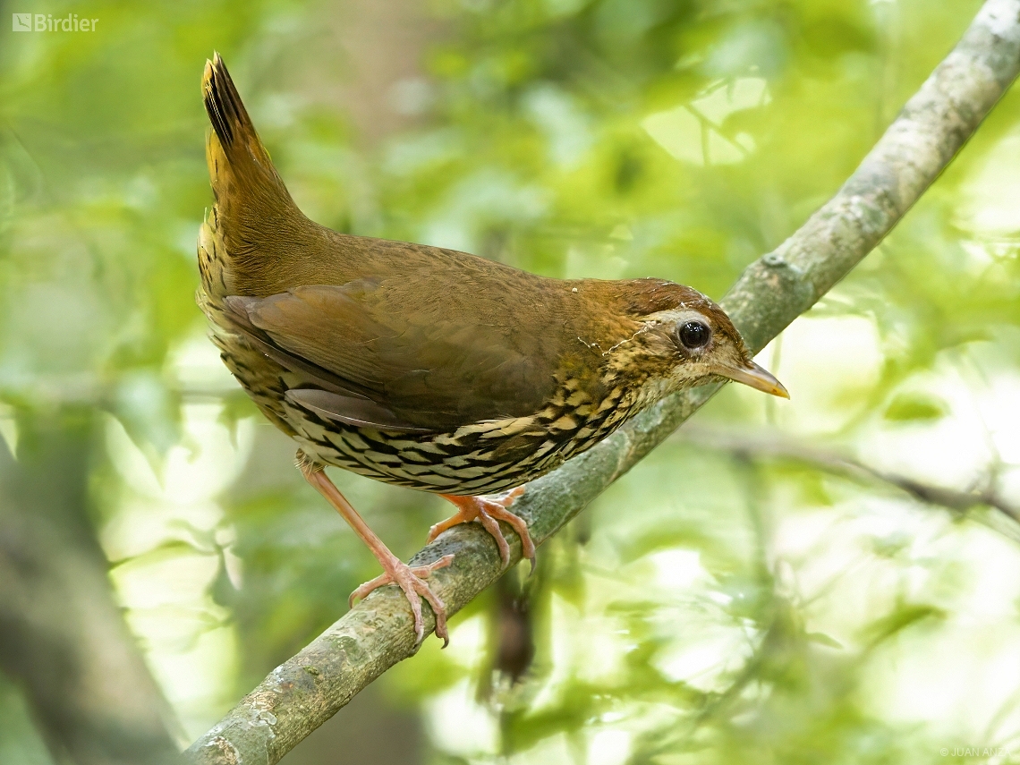 Chamaeza campanisona