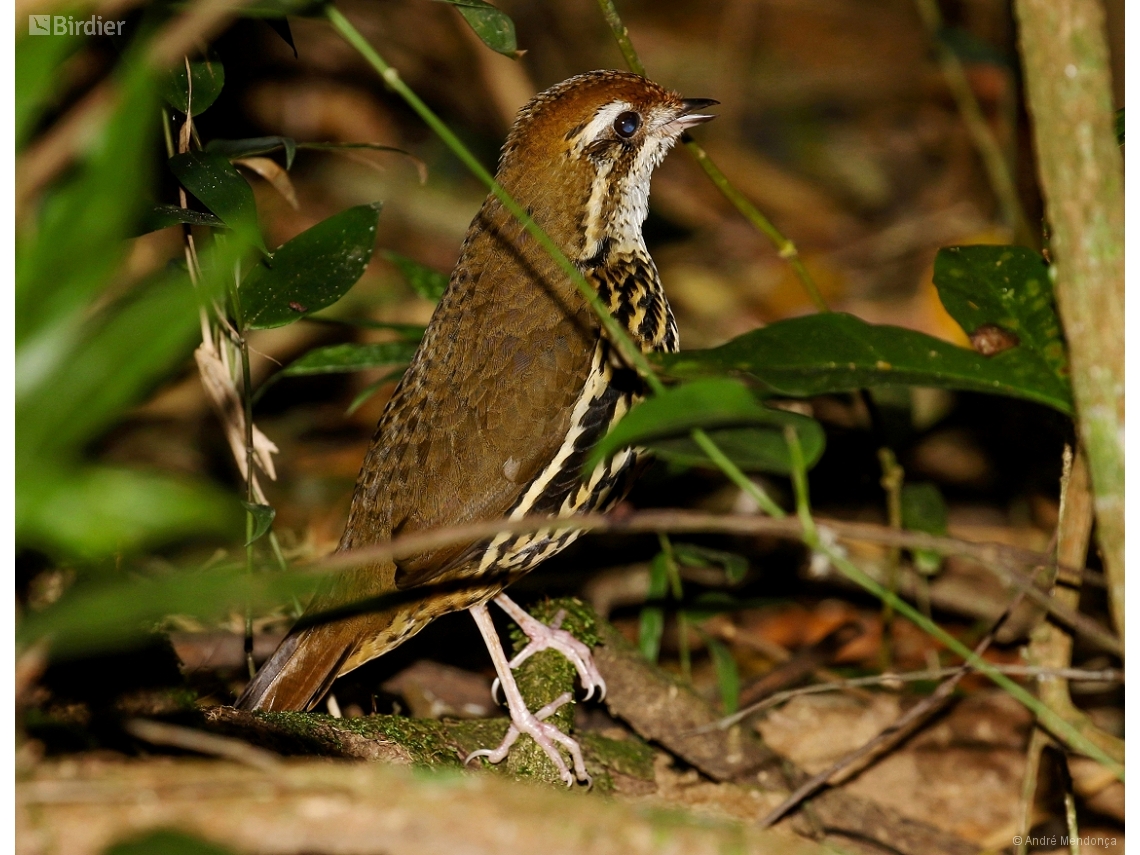 Chamaeza meruloides