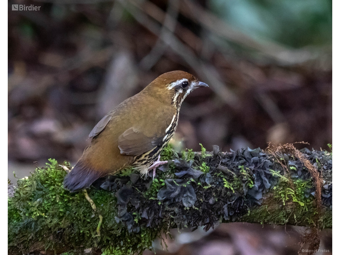 Chamaeza meruloides