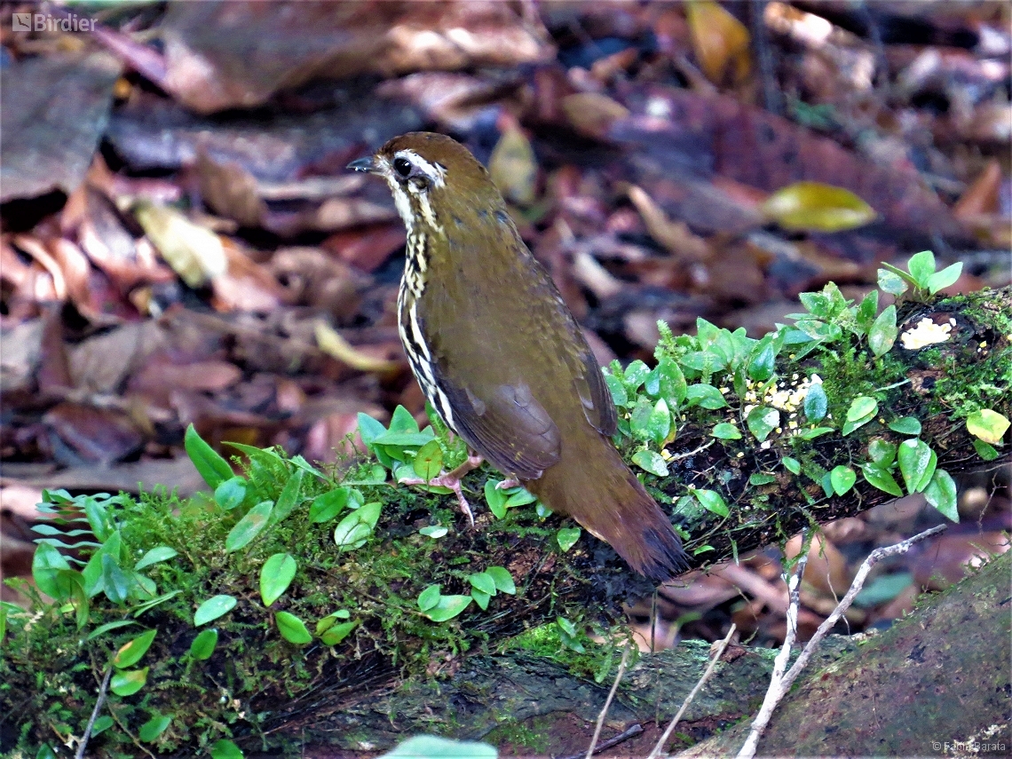 Chamaeza meruloides