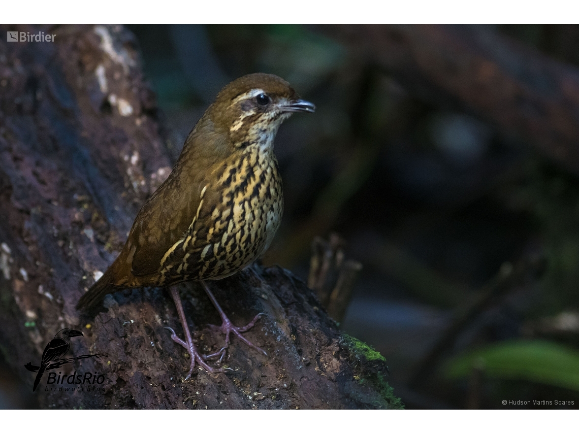 Chamaeza ruficauda