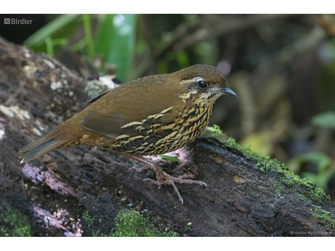 Chamaeza ruficauda