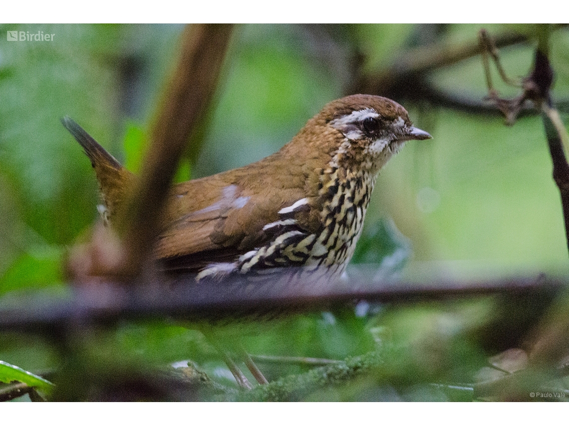 Chamaeza ruficauda