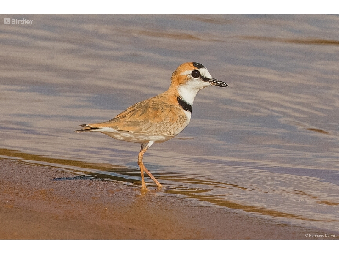 Anarhynchus collaris