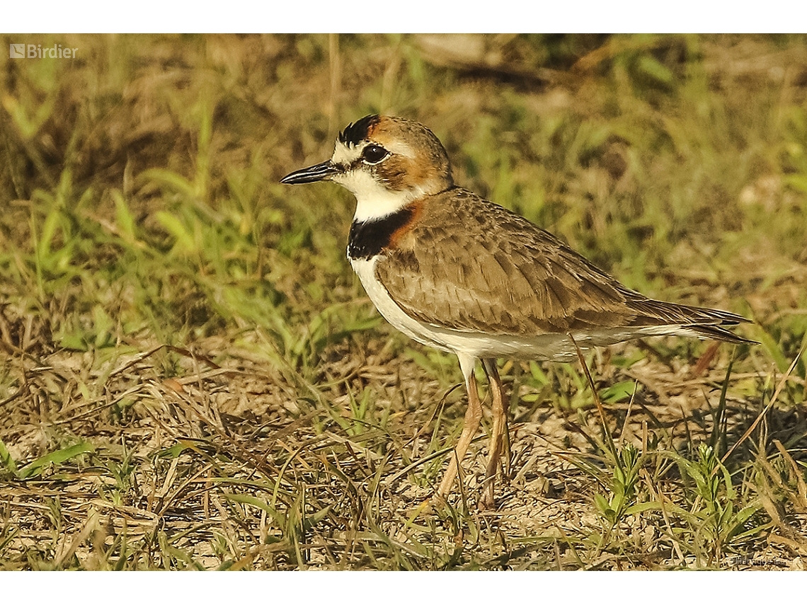 Anarhynchus collaris