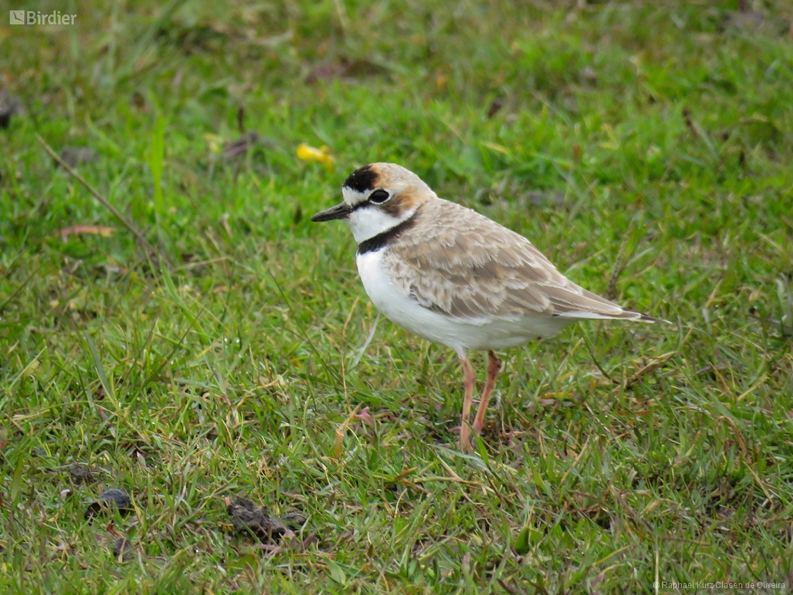 Anarhynchus collaris