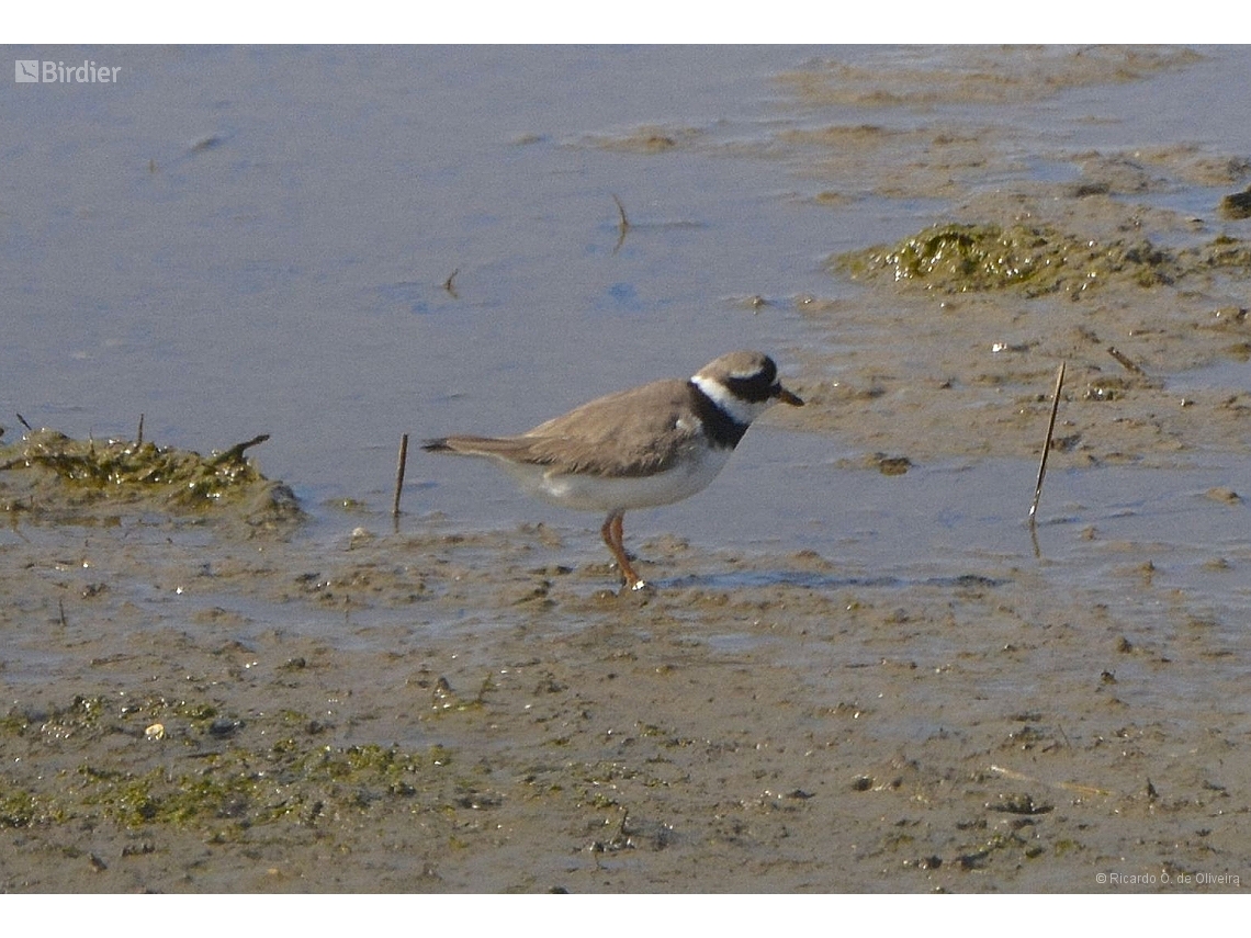 Charadrius hiaticula