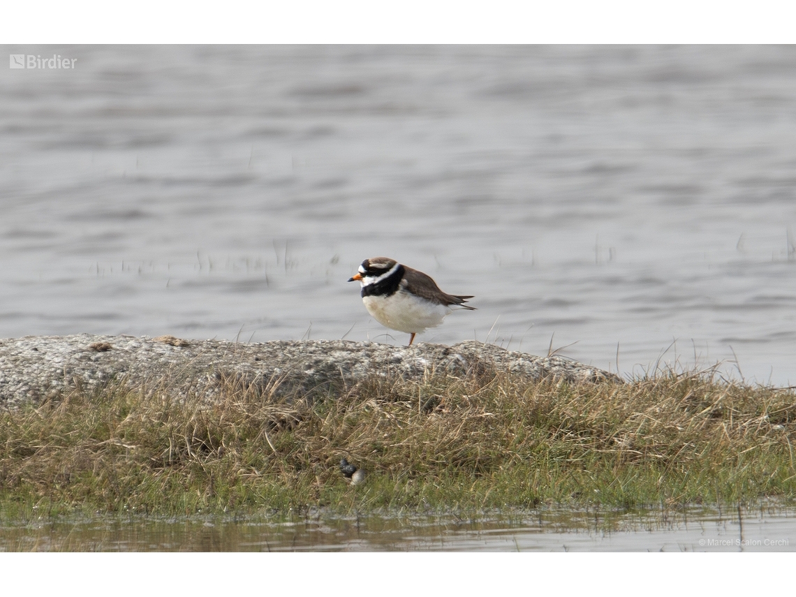 Charadrius hiaticula