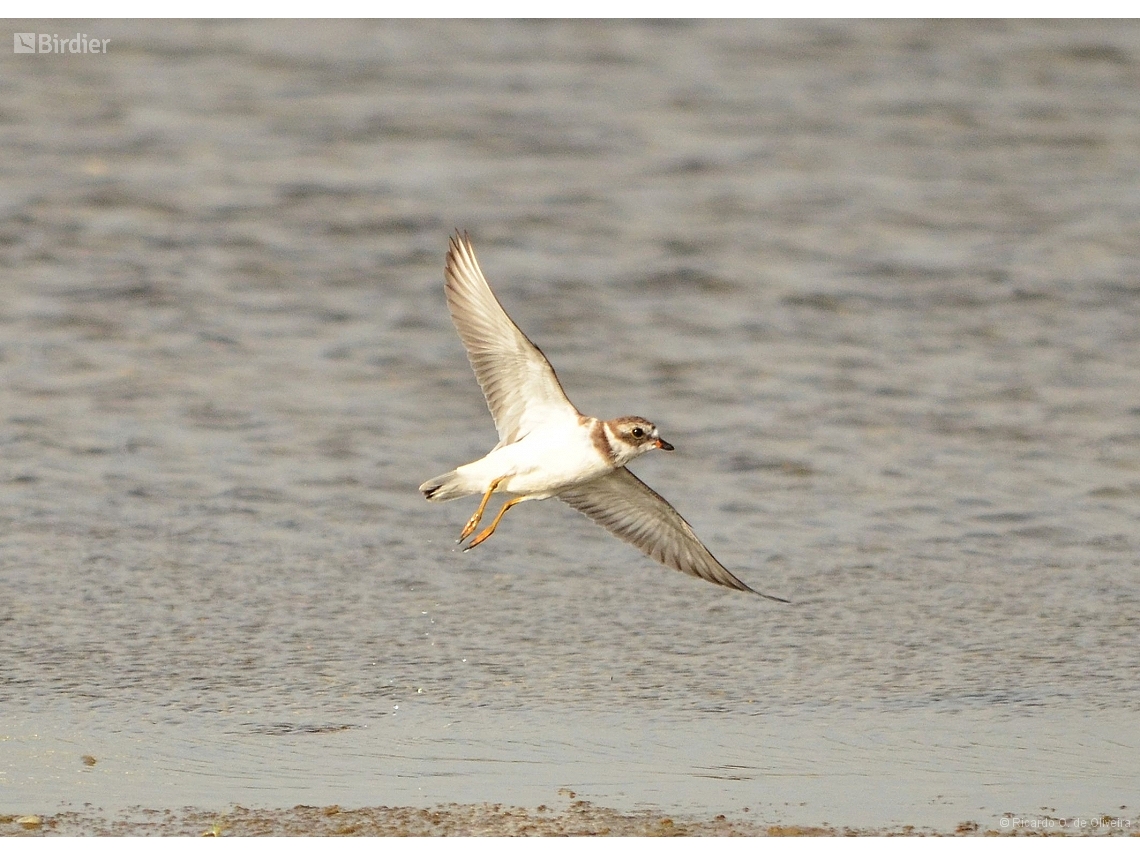 Charadrius semipalmatus