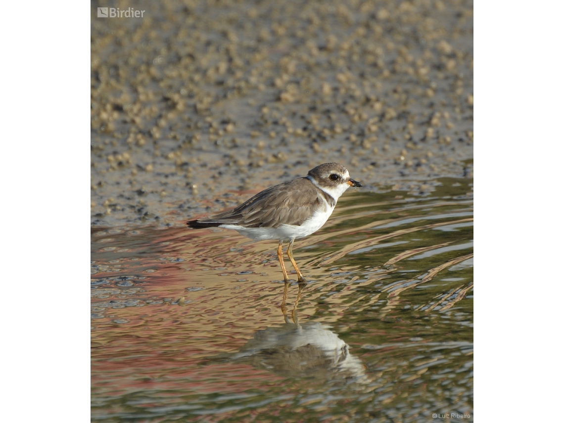 Charadrius semipalmatus