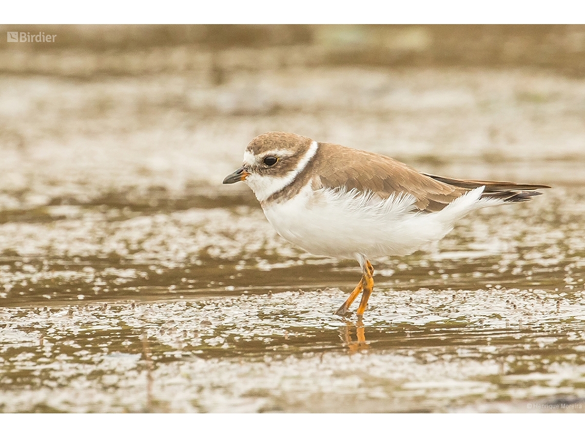 Charadrius semipalmatus