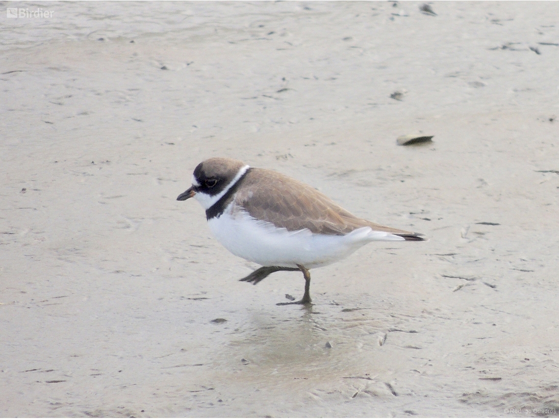 Charadrius semipalmatus