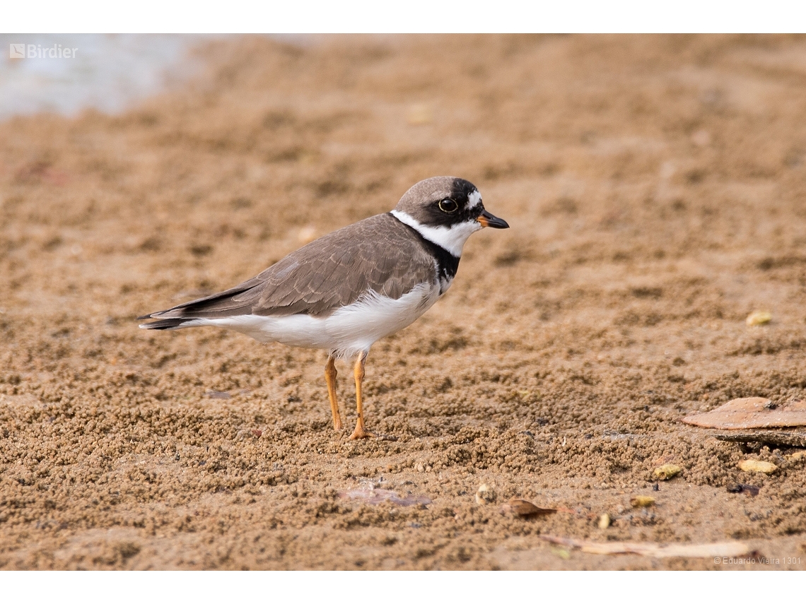 Charadrius semipalmatus