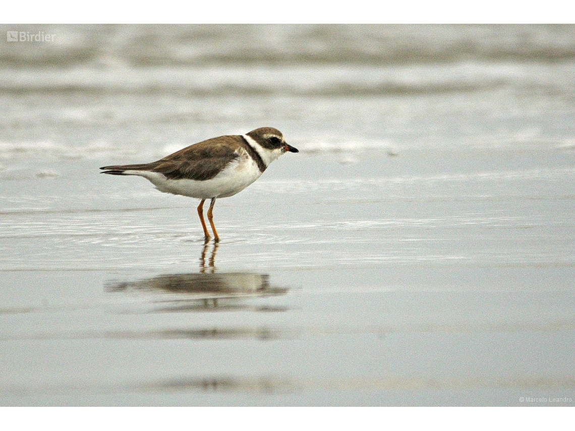 Charadrius semipalmatus