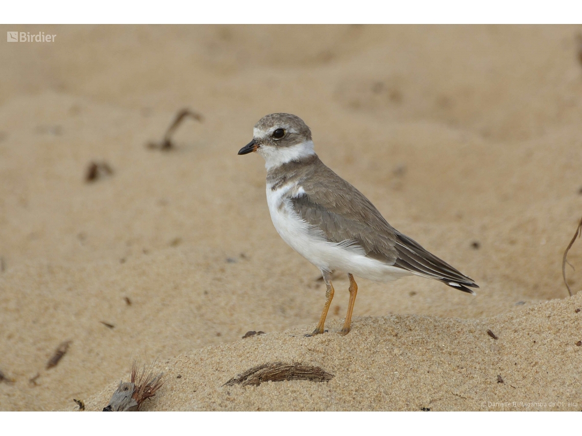 Charadrius semipalmatus