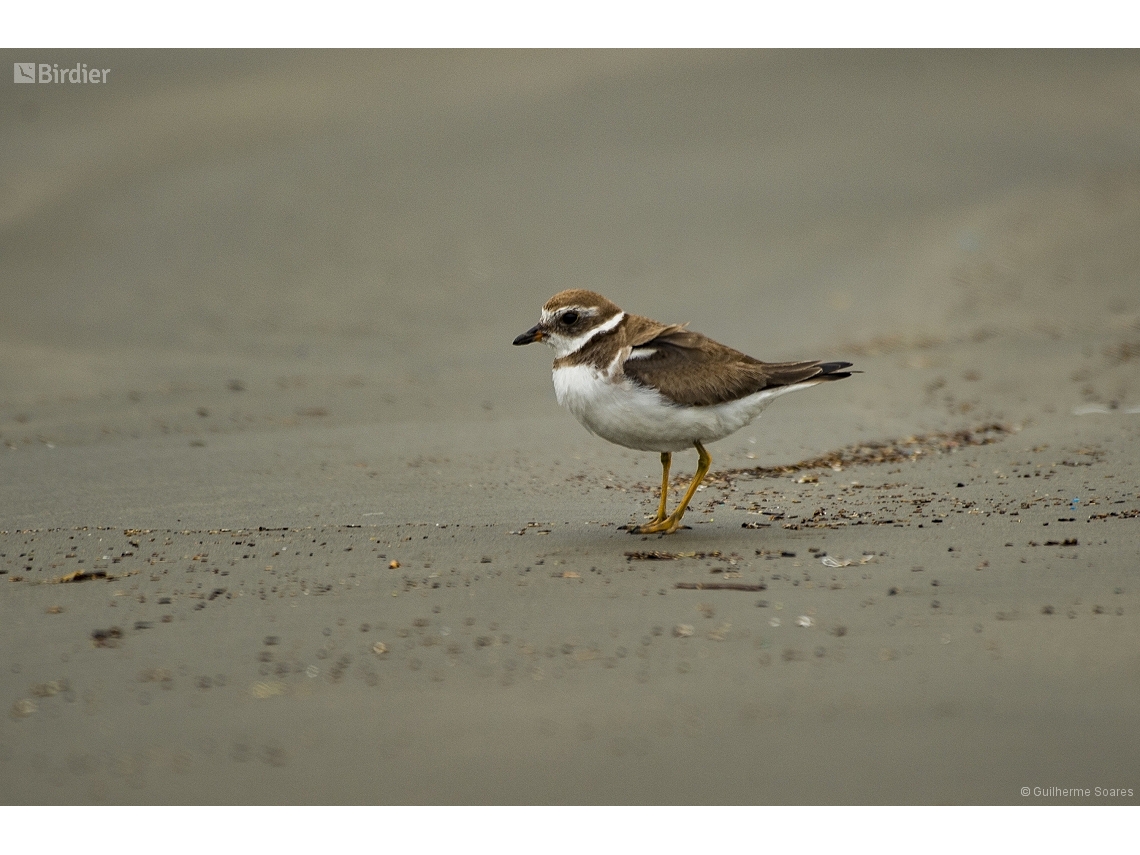 Charadrius semipalmatus