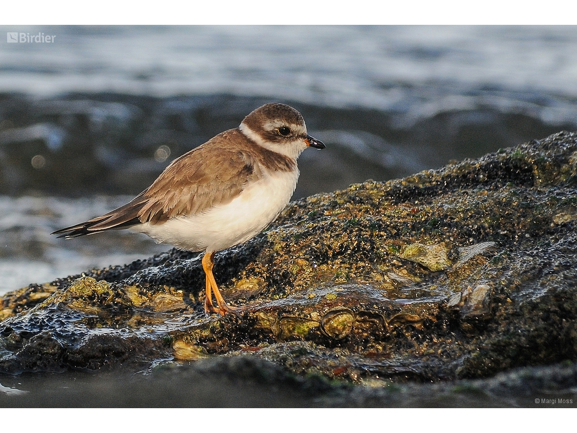 Charadrius semipalmatus