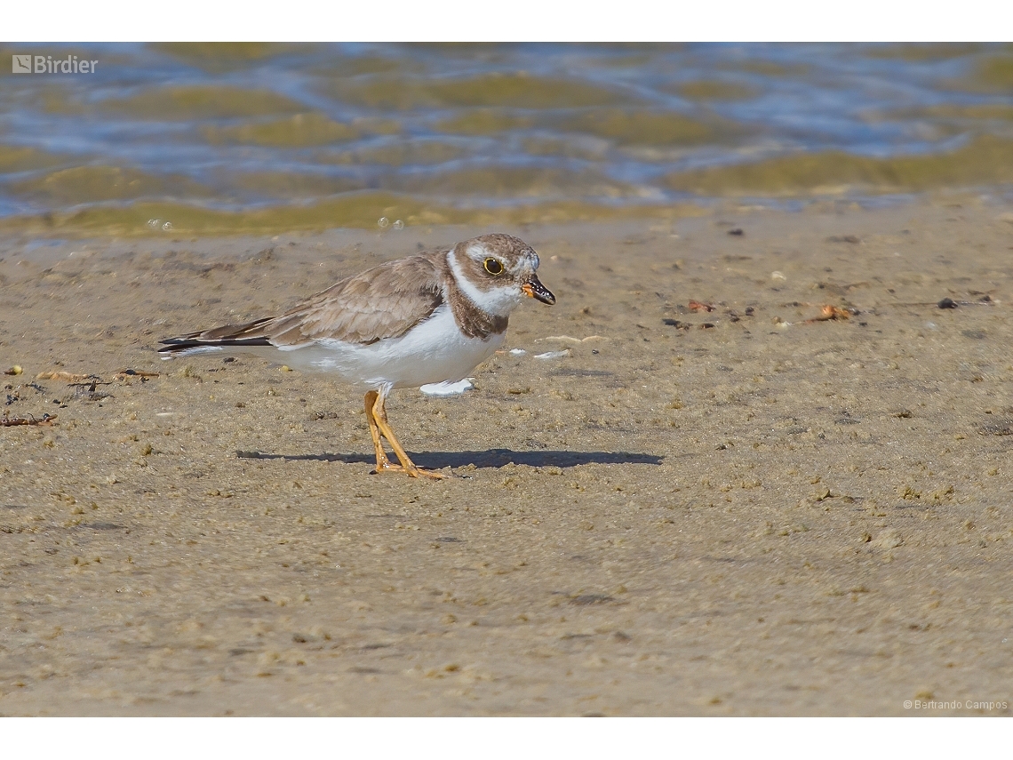 Charadrius semipalmatus