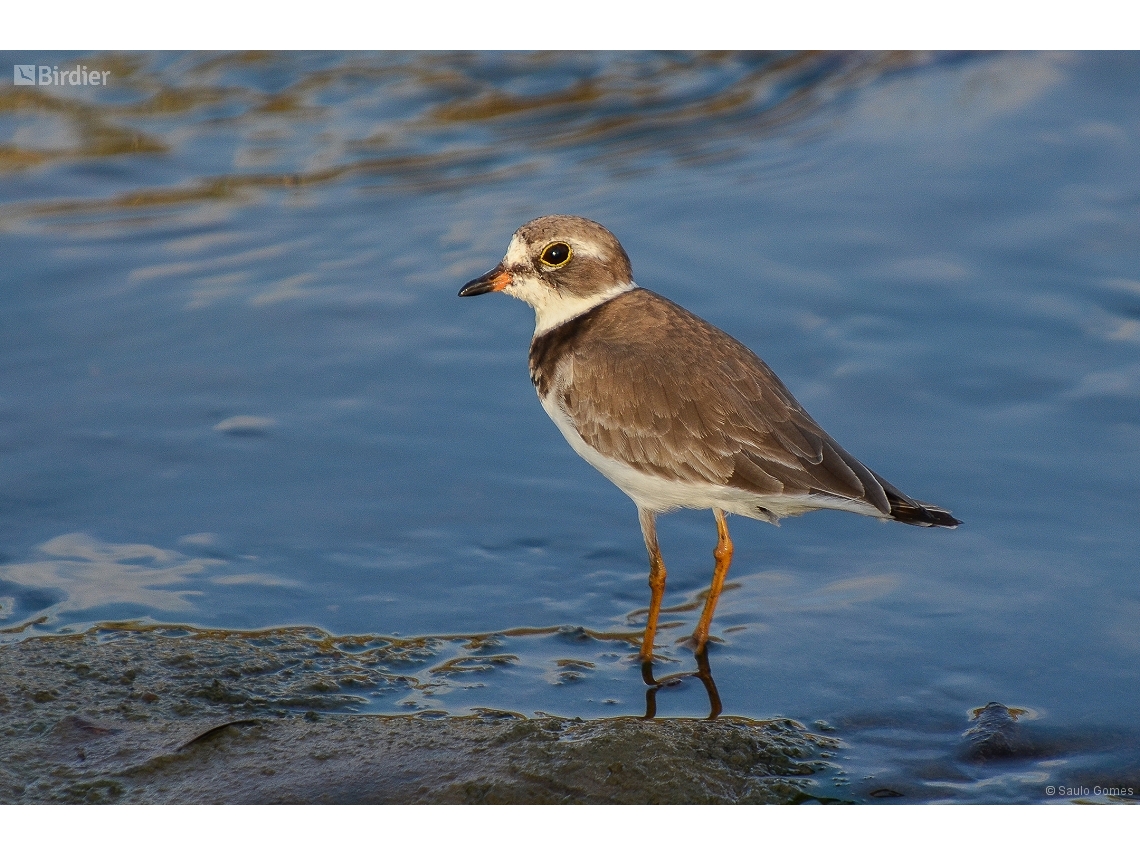 Charadrius semipalmatus