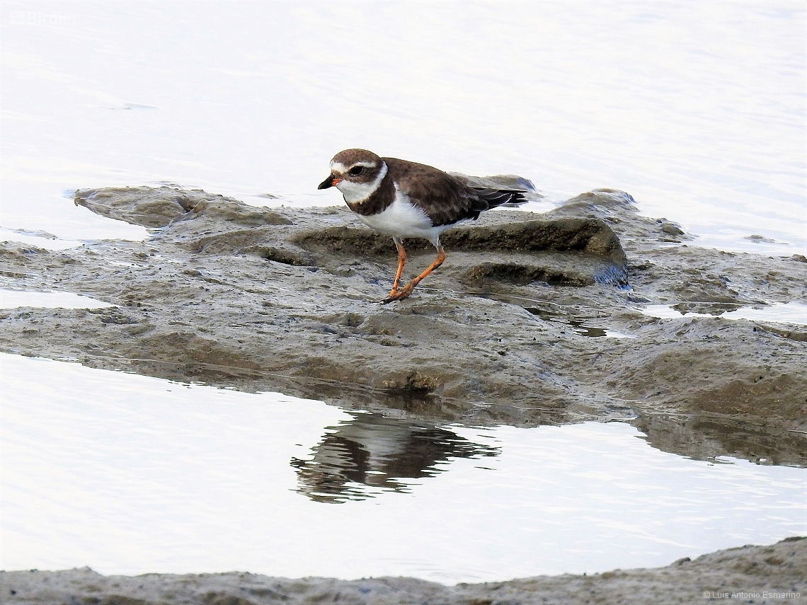 Charadrius semipalmatus