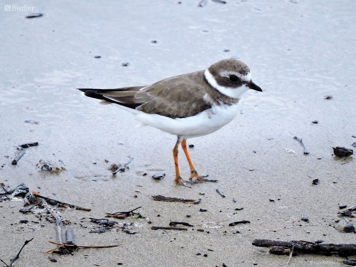 Charadrius semipalmatus