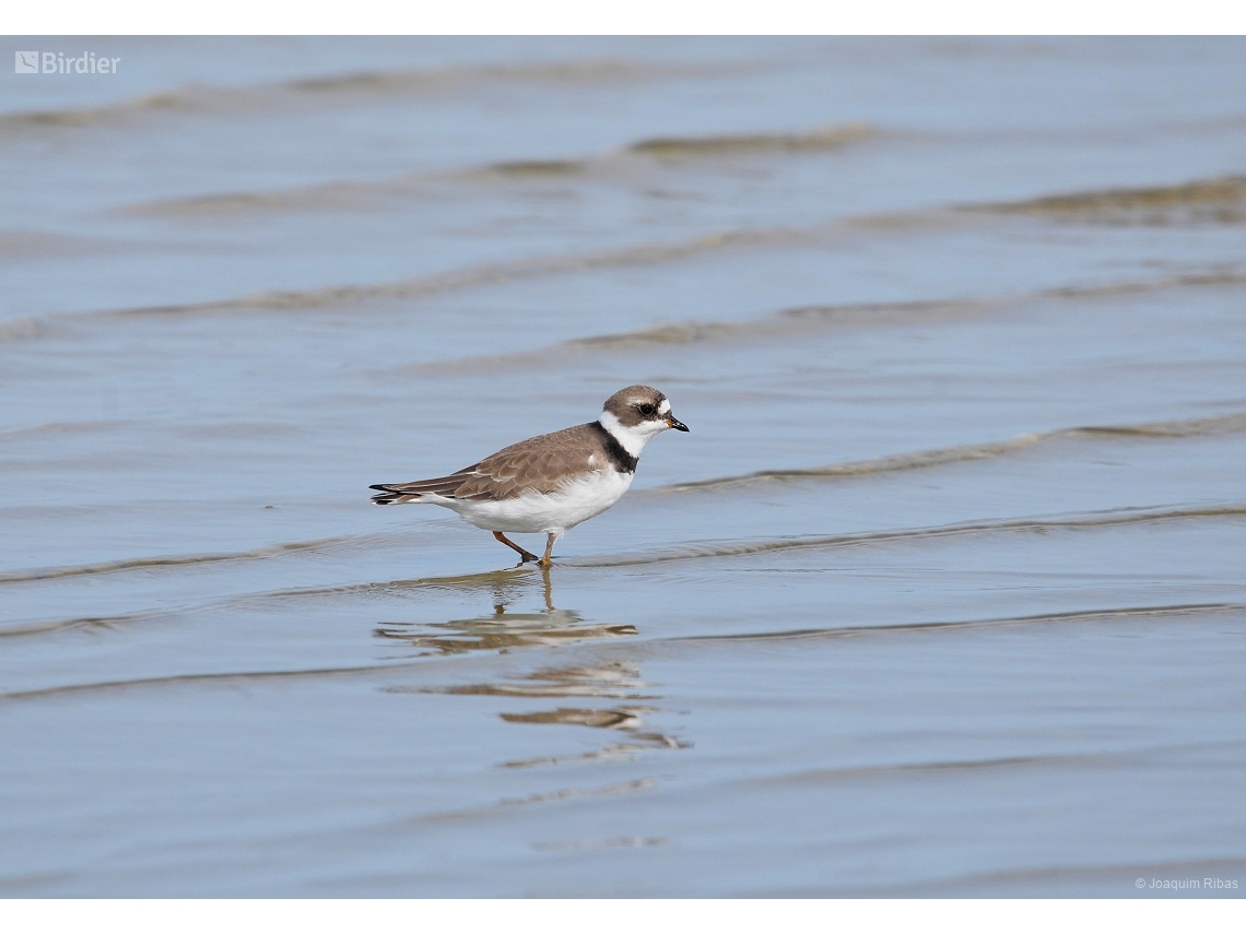 Charadrius semipalmatus