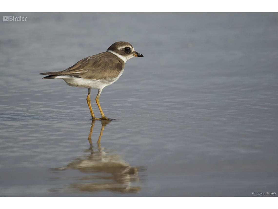 Charadrius semipalmatus