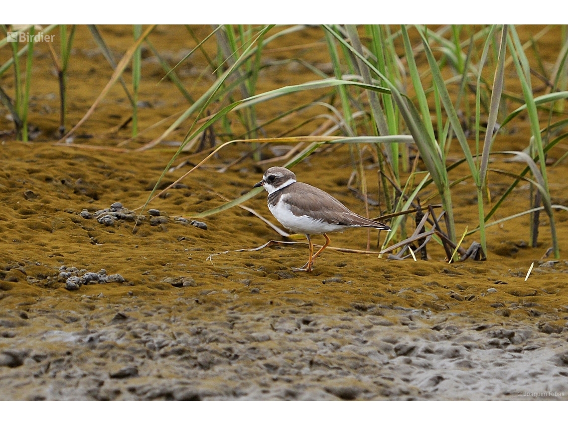 Charadrius semipalmatus