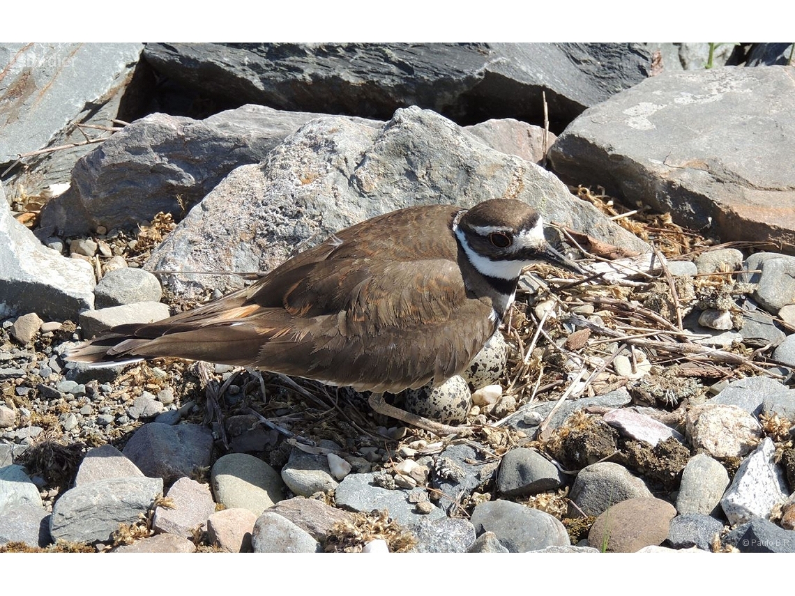 Charadrius vociferus