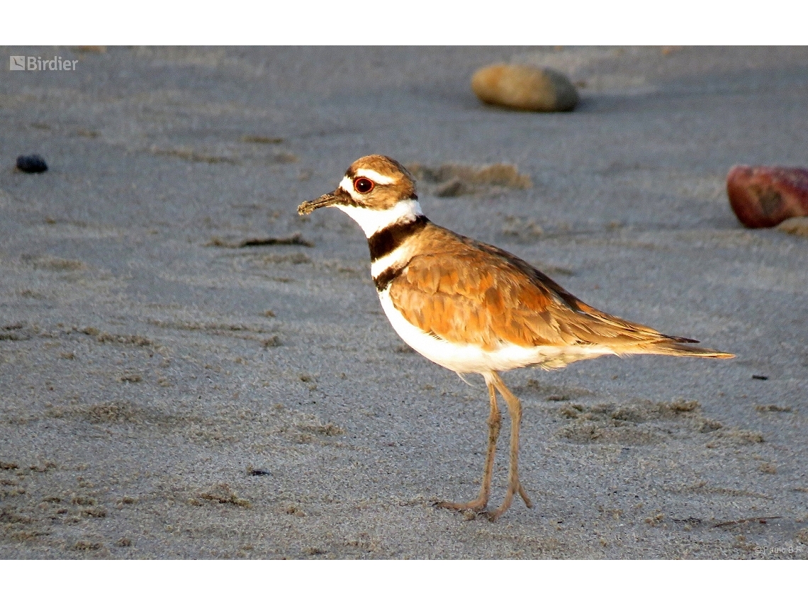 Charadrius vociferus