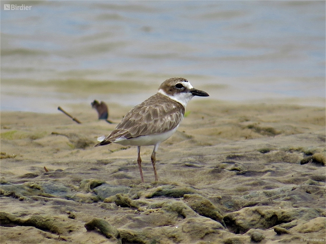 Anarhynchus wilsonia