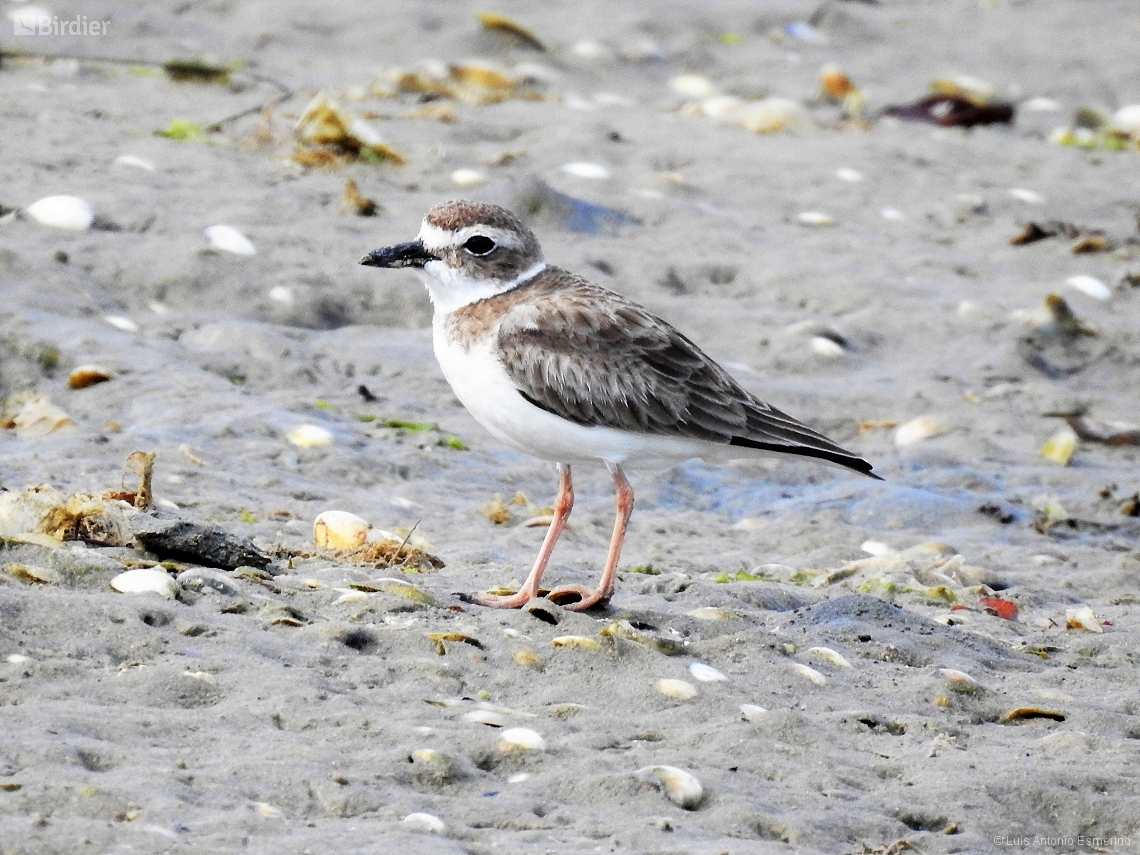 Anarhynchus wilsonia