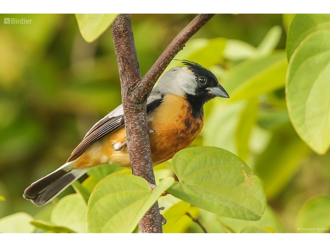 Charitospiza eucosma