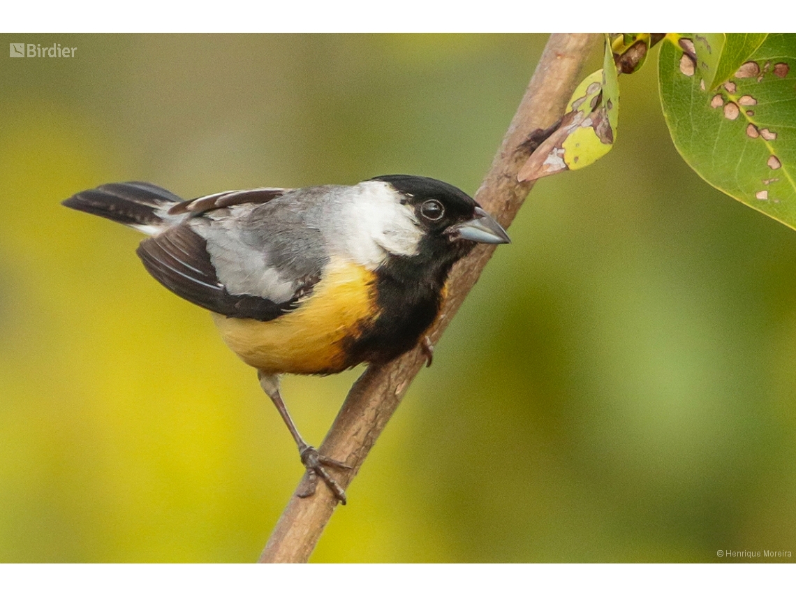 Charitospiza eucosma